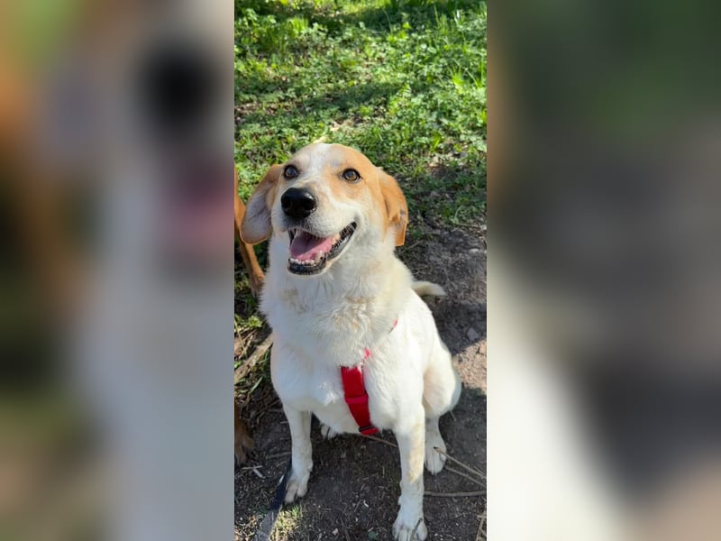 Traumhund Doby sucht seine Familie!