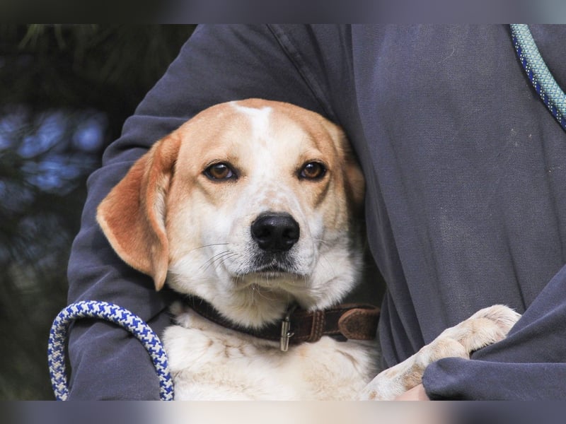 Traumhund Doby sucht seine Familie!