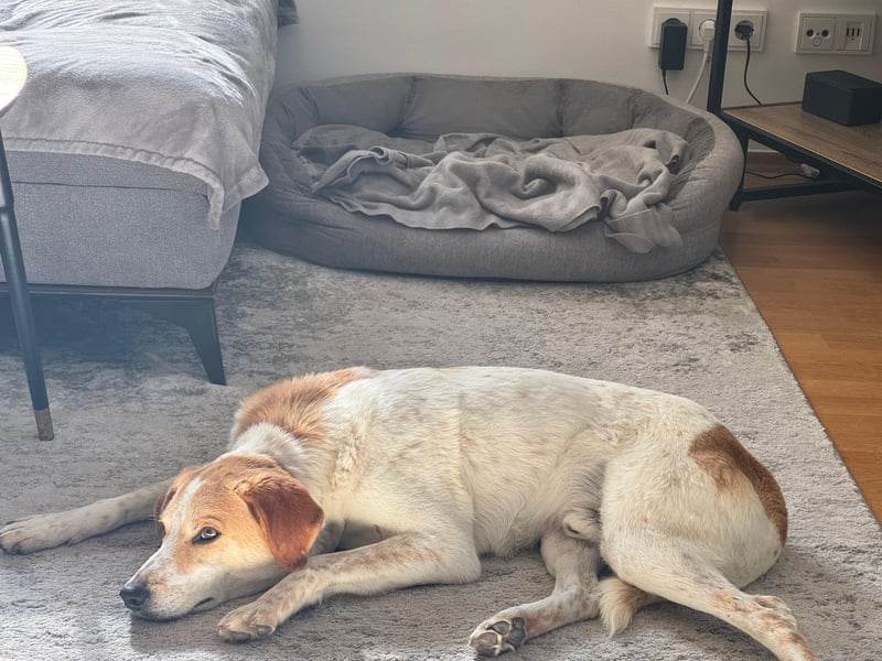 Traumhund Doby sucht seine Familie!