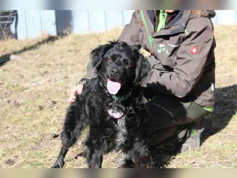 Rufus, Epagneul Breton-Mix, geb. 2013, wachsamer Hof- und Begleithund
