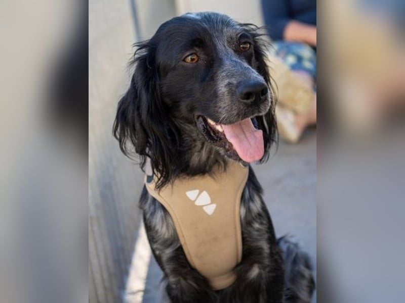 Geraldino - ein Sonnenschein auf 4 Pfoten