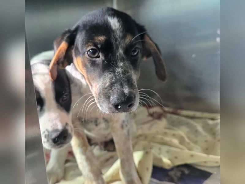 Ornix - unser Unikat