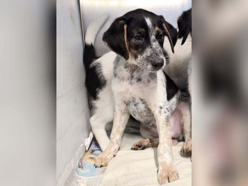 Ornix - unser Unikat