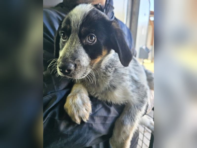 Oceano - Augen mit so viel Tiefe wie der Ozean