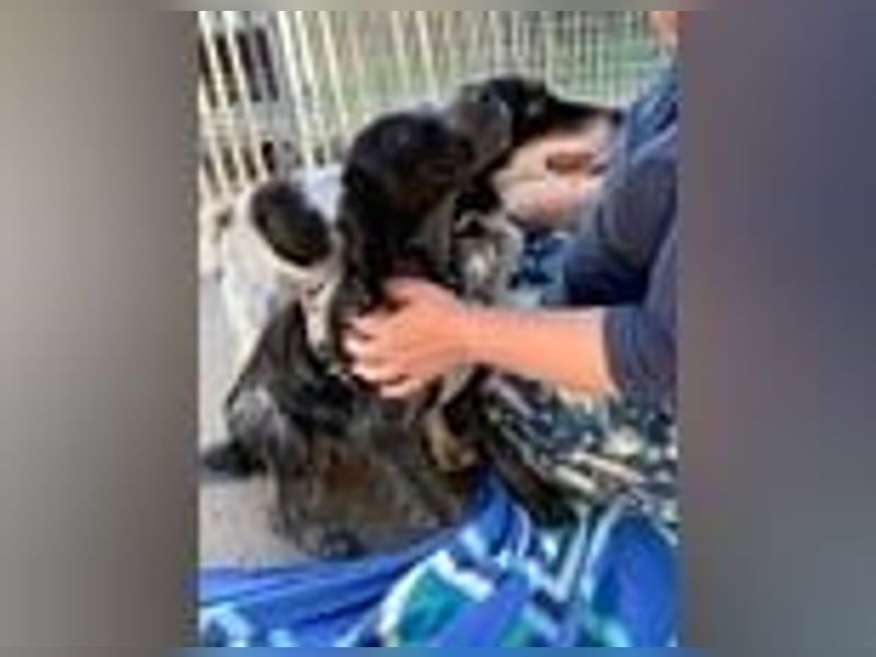 Geraldino - ein Sonnenschein auf 4 Pfoten