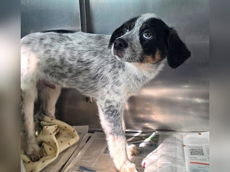 Oceano - Augen mit so viel Tiefe wie der Ozean