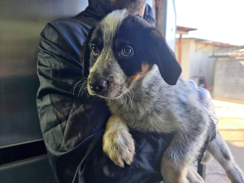 Ornix - unser Unikat