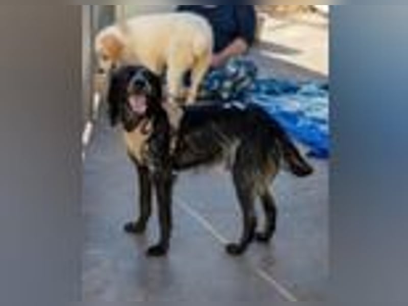 Geraldino - ein Sonnenschein auf 4 Pfoten