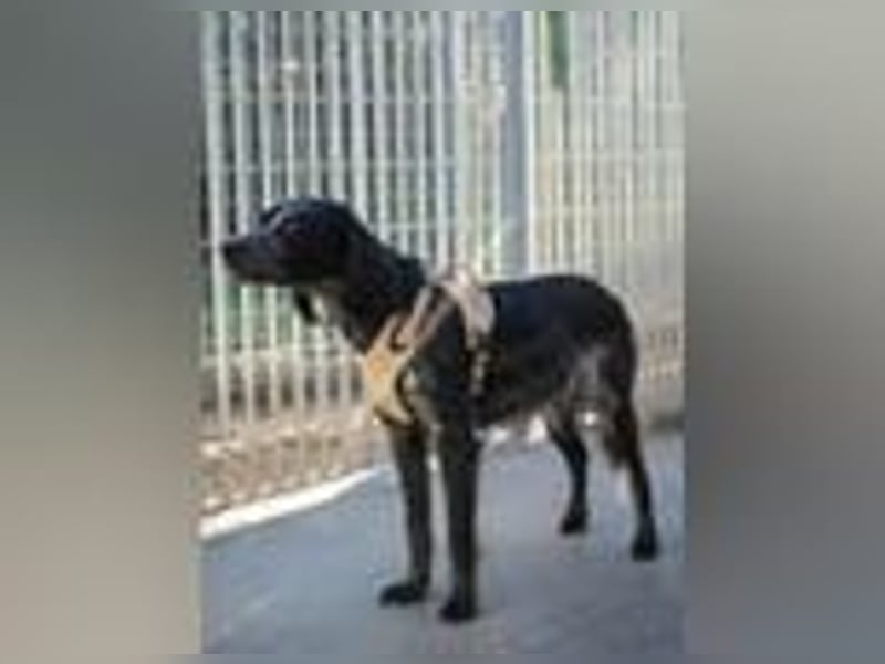 Geraldino - ein Sonnenschein auf 4 Pfoten