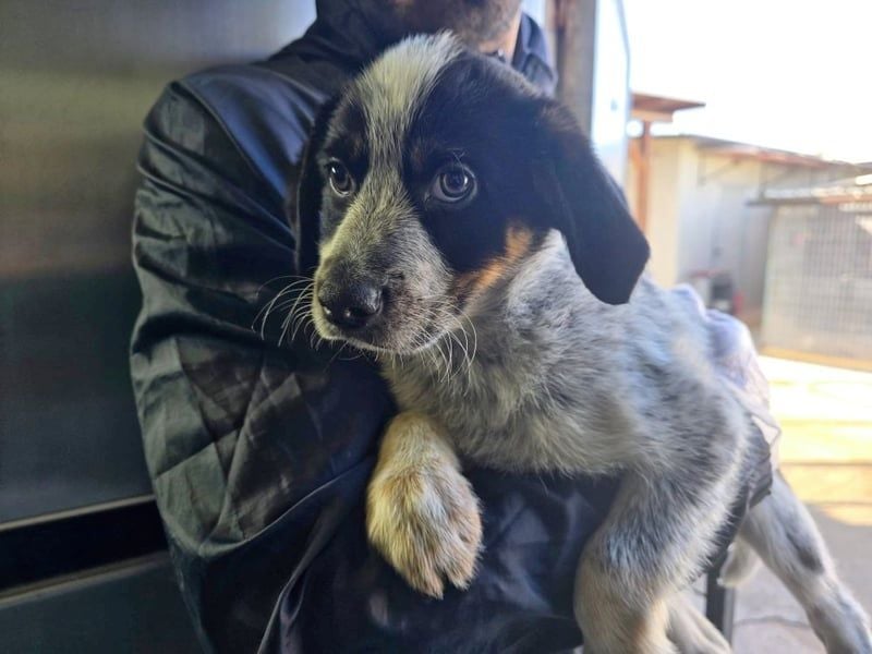 Ornix - unser Unikat