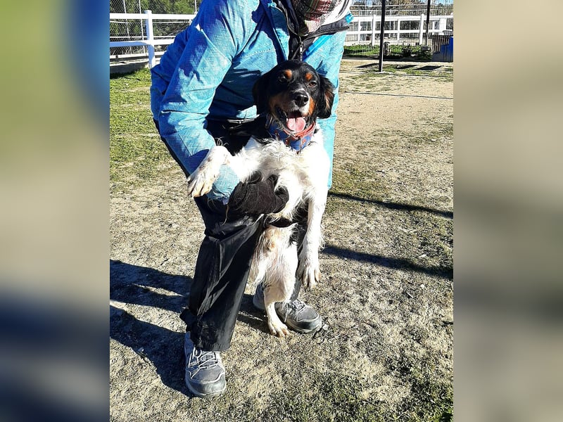 Sargento – lebensfroher Bretonen-Spaniel