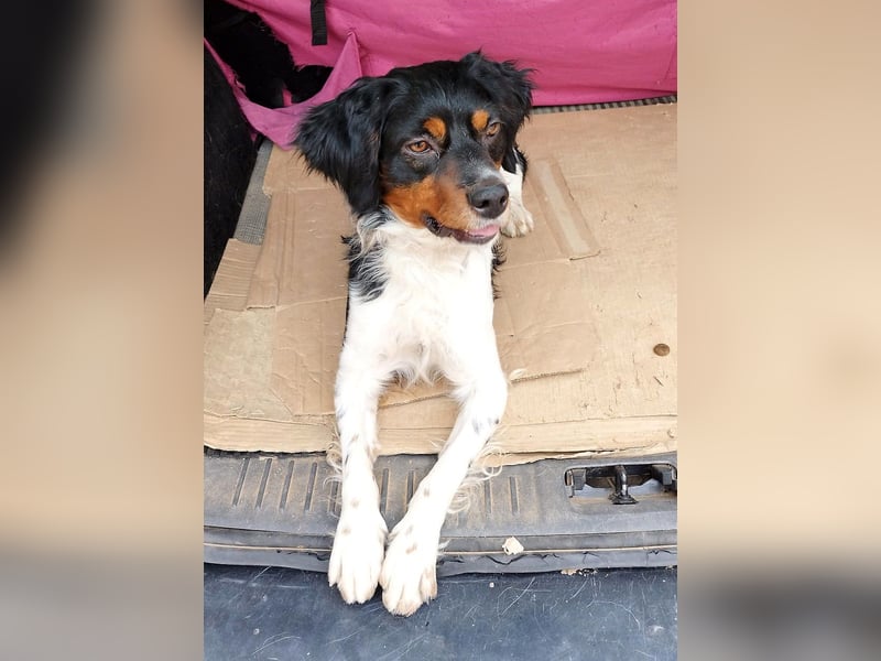 Sargento – lebensfroher Bretonen-Spaniel