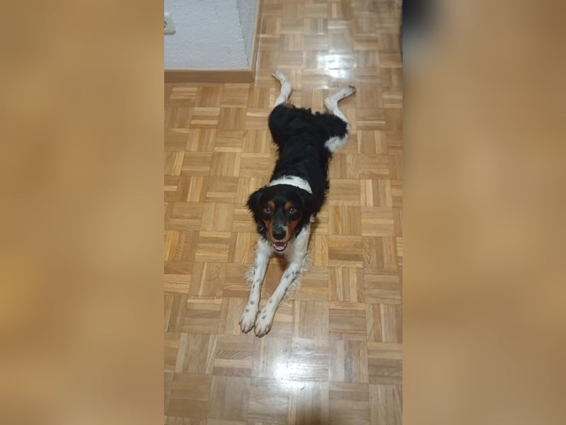 Sargento – lebensfroher Bretonen-Spaniel