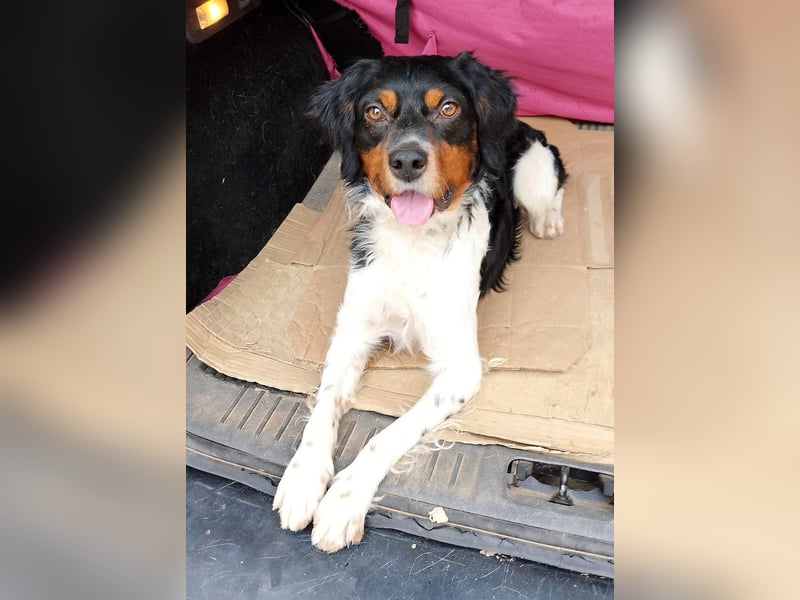 Sargento – lebensfroher Bretonen-Spaniel