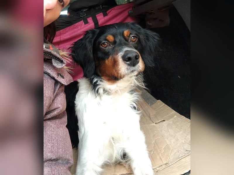 Sargento – lebensfroher Bretonen-Spaniel