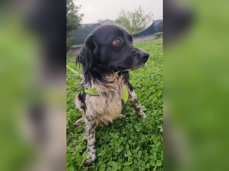 Timmy - In letzter Minute gerettet