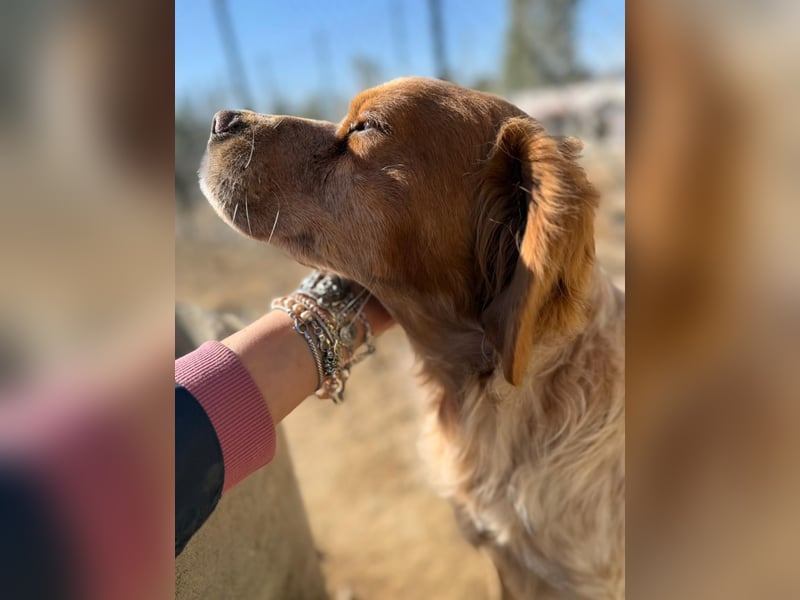 Hier kommt der wundervolle Argo!