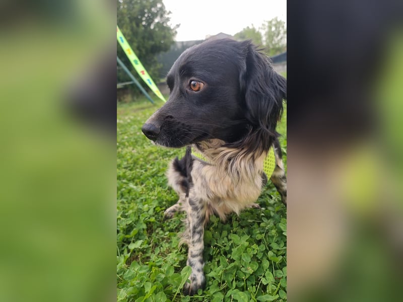 Timmy - In letzter Minute gerettet