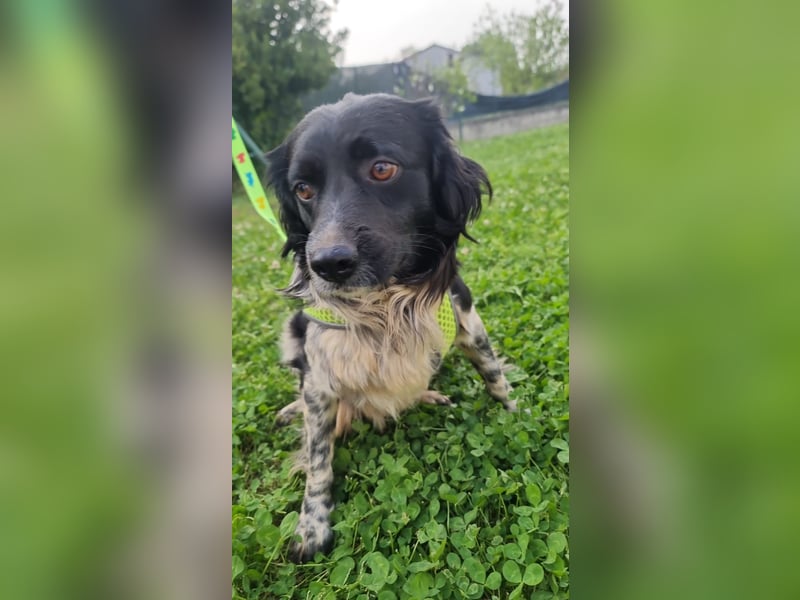 Timmy - In letzter Minute gerettet