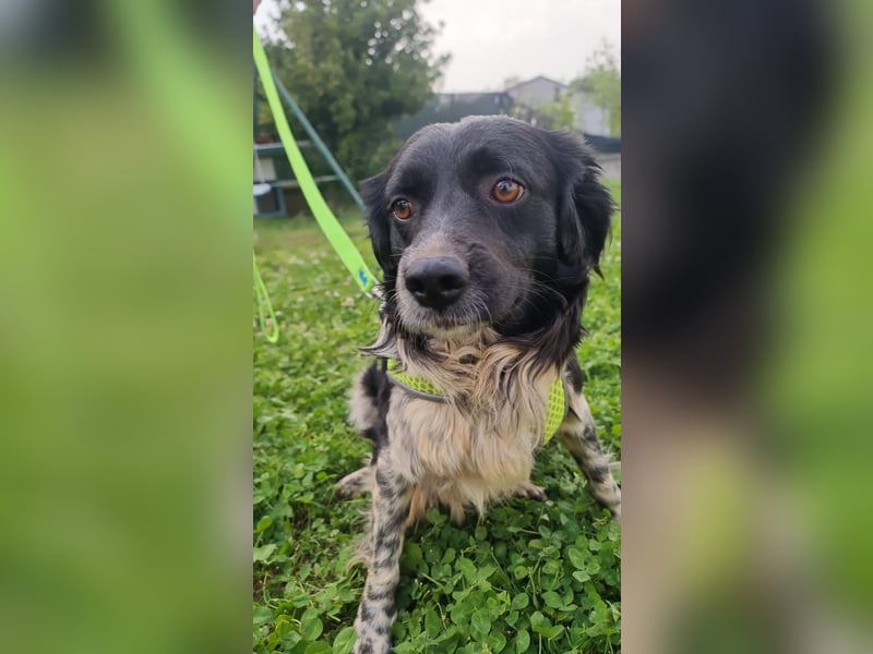 Timmy - In letzter Minute gerettet