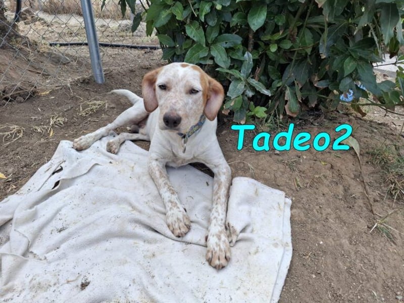Tadeo2 geb. 10/2025 (ESP) - freundlicher und anhänglicher Bretonen-Mix Welpe!