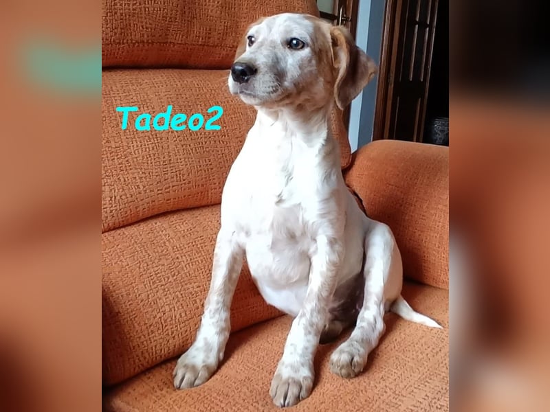 Tadeo2 geb. 10/2025 (ESP) - freundlicher und anhänglicher Bretonen-Mix Welpe!