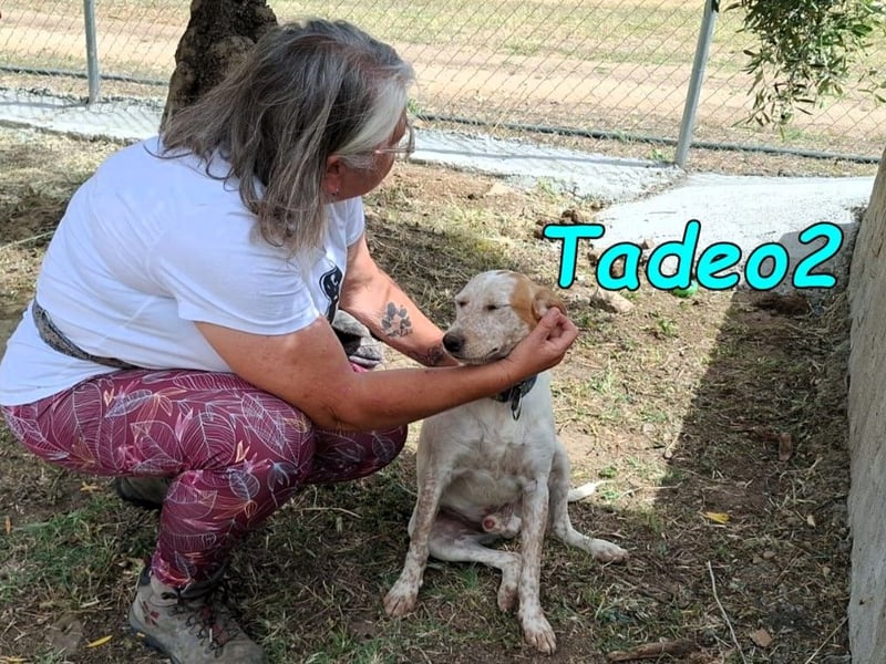 Tadeo2 geb. 10/2025 (ESP) - freundlicher und anhänglicher Bretonen-Mix Welpe!