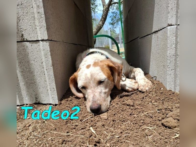 Tadeo2 geb. 10/2025 (ESP) - freundlicher und anhänglicher Bretonen-Mix Welpe!
