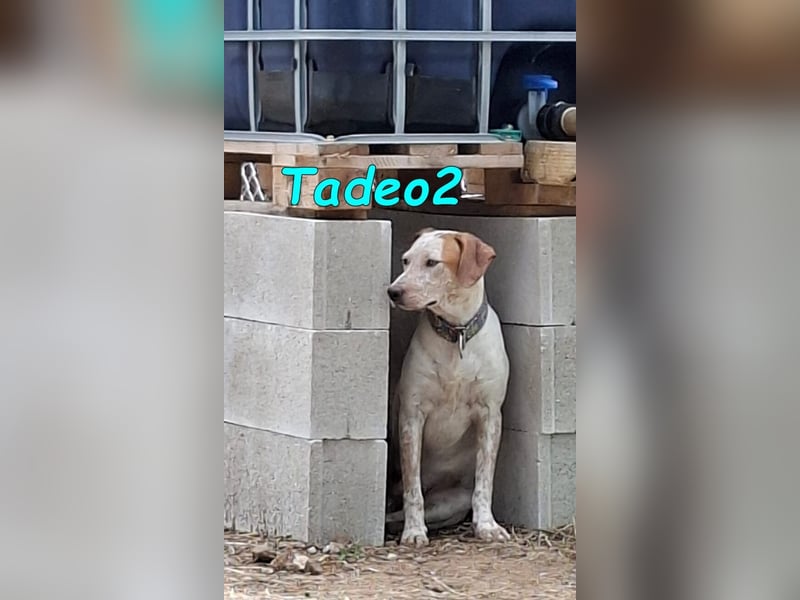 Tadeo2 geb. 10/2025 (ESP) - freundlicher und anhänglicher Bretonen-Mix Welpe!