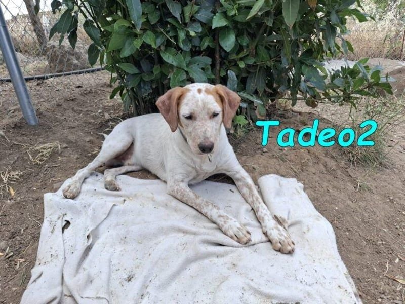 Tadeo2 geb. 10/2025 (ESP) - freundlicher und anhänglicher Bretonen-Mix Welpe!