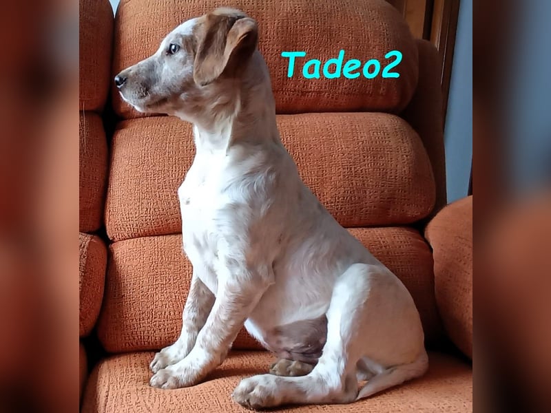 Tadeo2 geb. 10/2025 (ESP) - freundlicher und anhänglicher Bretonen-Mix Welpe!
