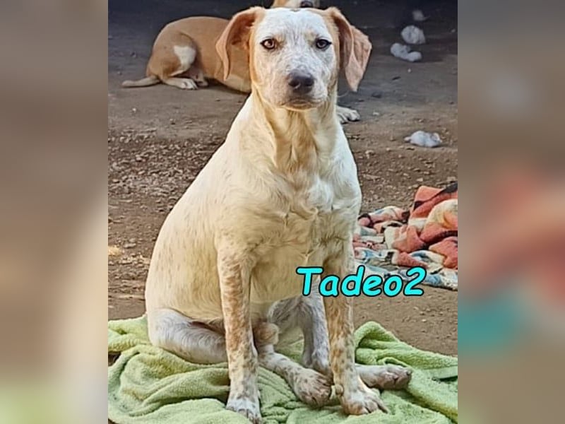 Tadeo2 geb. 10/2025 (ESP) - freundlicher und anhänglicher Bretonen-Mix Welpe!