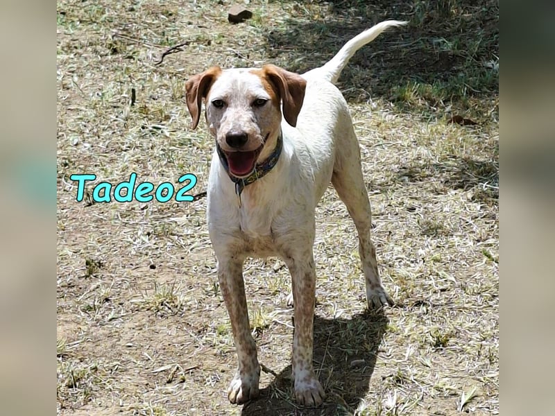 Tadeo2 geb. 10/2025 (ESP) - freundlicher und anhänglicher Bretonen-Mix Welpe!