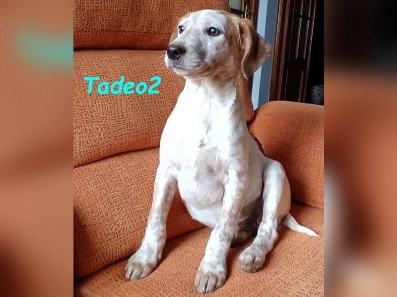 Tadeo2 geb. 10/2025 (ESP) - freundlicher und anhänglicher Bretonen-Mix Welpe!