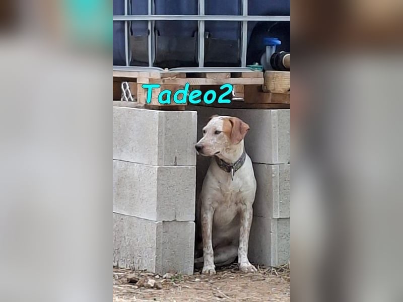 Tadeo2 geb. 10/2025 (ESP) - freundlicher und anhänglicher Bretonen-Mix Welpe!