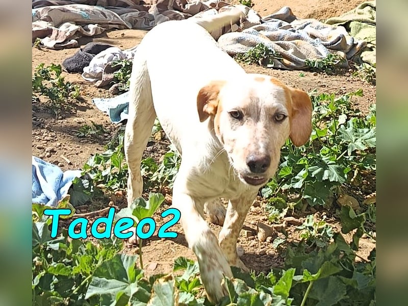 Tadeo2 geb. 10/2025 (ESP) - freundlicher und anhänglicher Bretonen-Mix Welpe!
