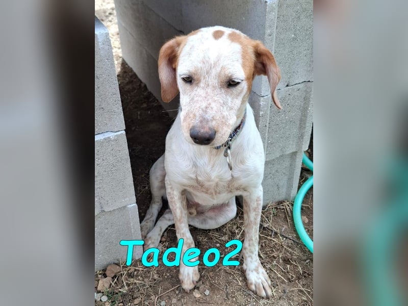 Tadeo2 geb. 10/2025 (ESP) - freundlicher und anhänglicher Bretonen-Mix Welpe!