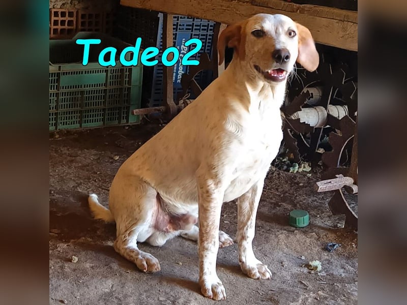 Tadeo2 geb. 10/2025 (ESP) - freundlicher und anhänglicher Bretonen-Mix Welpe!