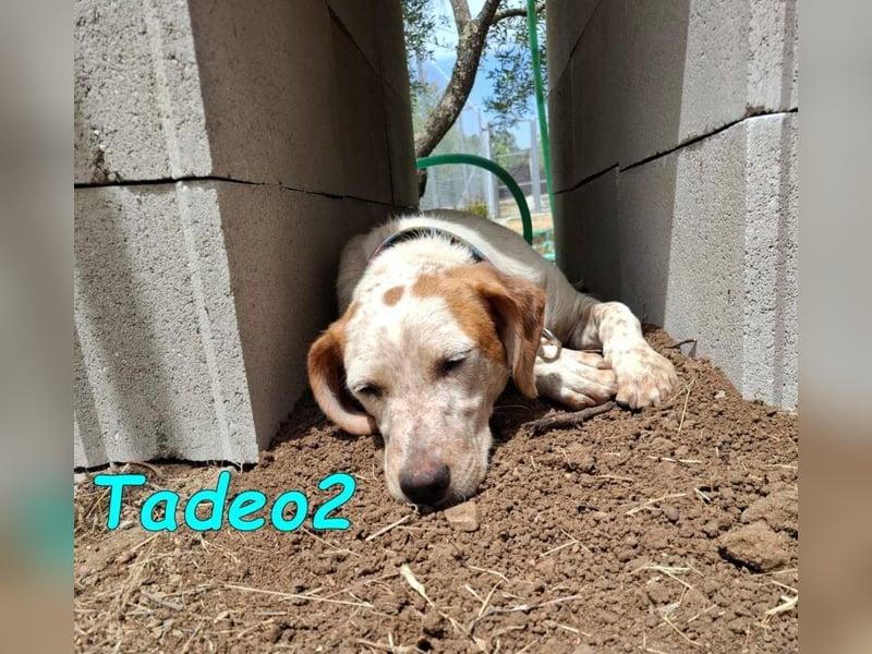 Tadeo2 geb. 10/2025 (ESP) - freundlicher und anhänglicher Bretonen-Mix Welpe!