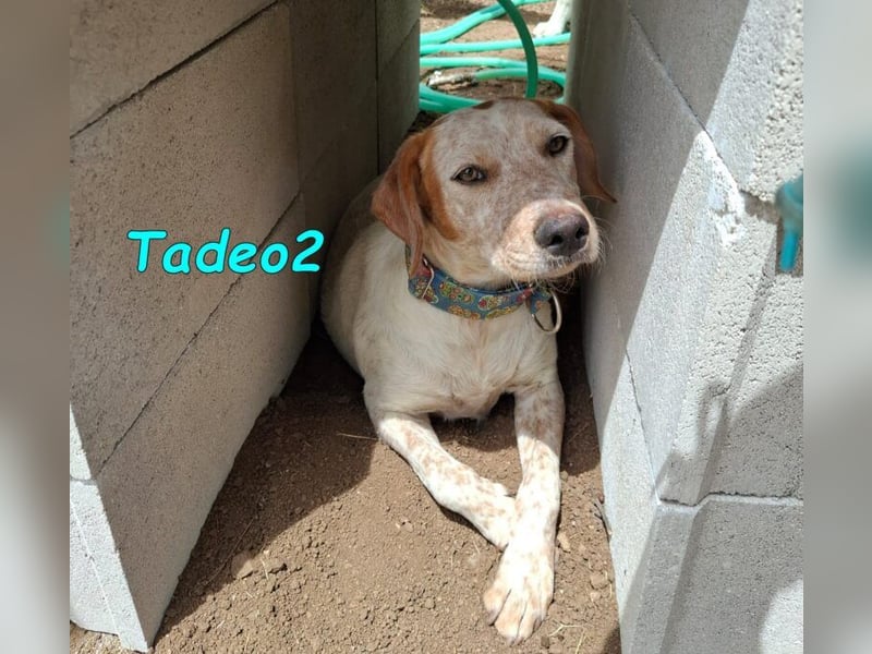 Tadeo2 geb. 10/2025 (ESP) - freundlicher und anhänglicher Bretonen-Mix Welpe!