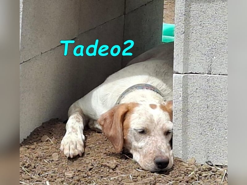 Tadeo2 geb. 10/2025 (ESP) - freundlicher und anhänglicher Bretonen-Mix Welpe!