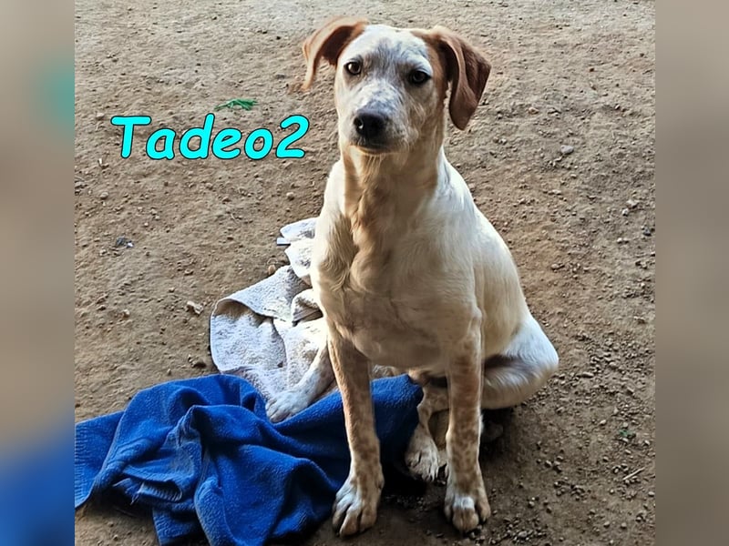 Tadeo2 geb. 10/2025 (ESP) - freundlicher und anhänglicher Bretonen-Mix Welpe!
