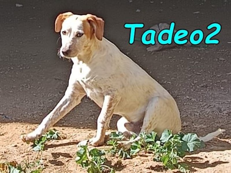 Tadeo2 geb. 10/2025 (ESP) - freundlicher und anhänglicher Bretonen-Mix Welpe!
