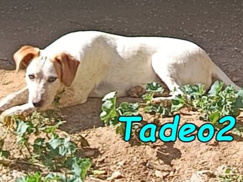 Tadeo2 geb. 10/2025 (ESP) - freundlicher und anhänglicher Bretonen-Mix Welpe!