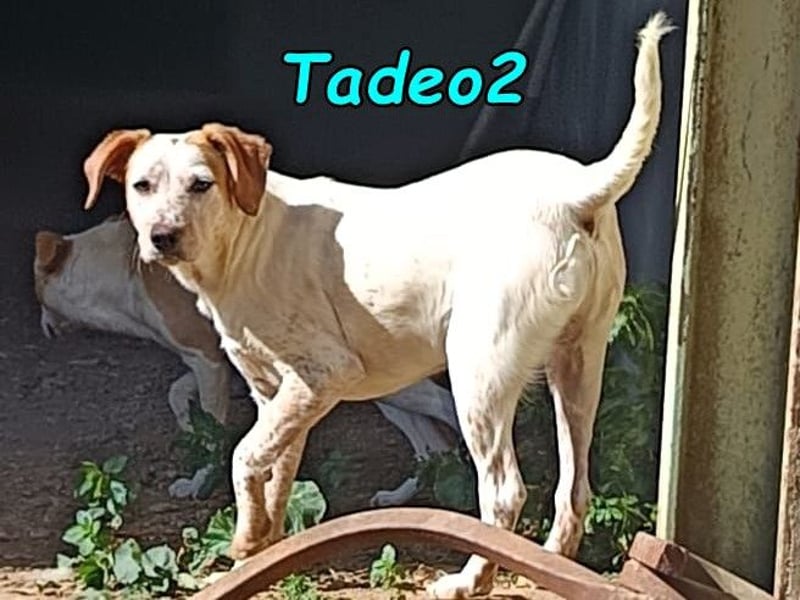 Tadeo2 geb. 10/2025 (ESP) - freundlicher und anhänglicher Bretonen-Mix Welpe!
