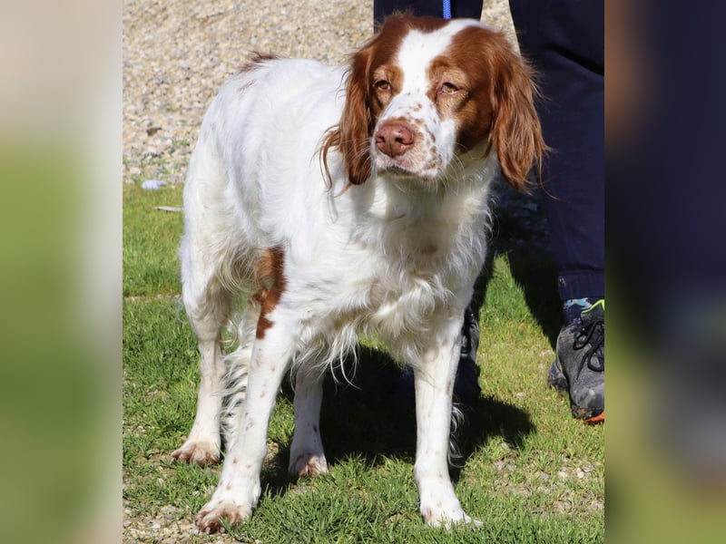 Jagdhündin Cecilia wurde aussortiert und braucht nun ein neues Zuhause