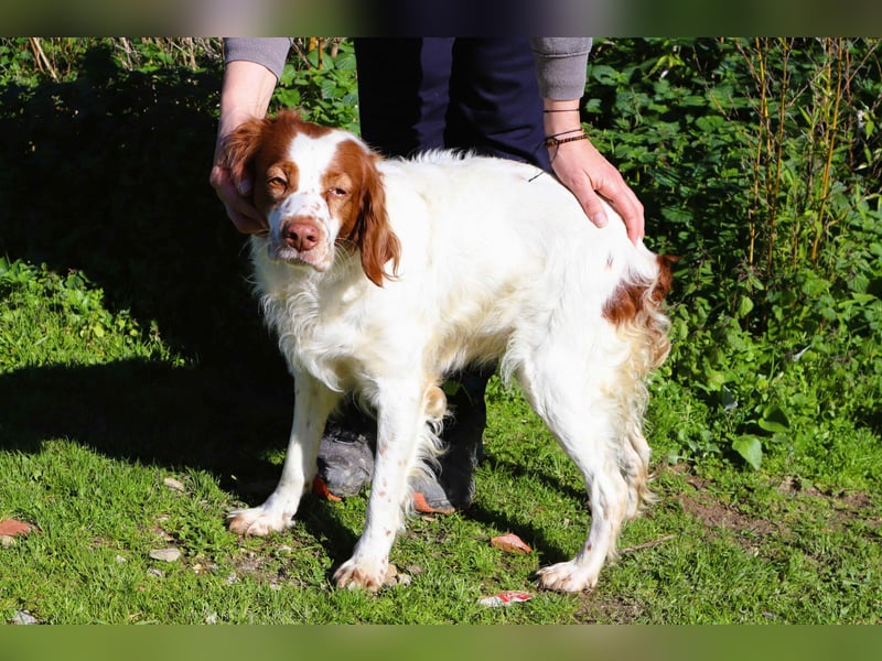 Jagdhündin Cecilia wurde aussortiert und braucht nun ein neues Zuhause