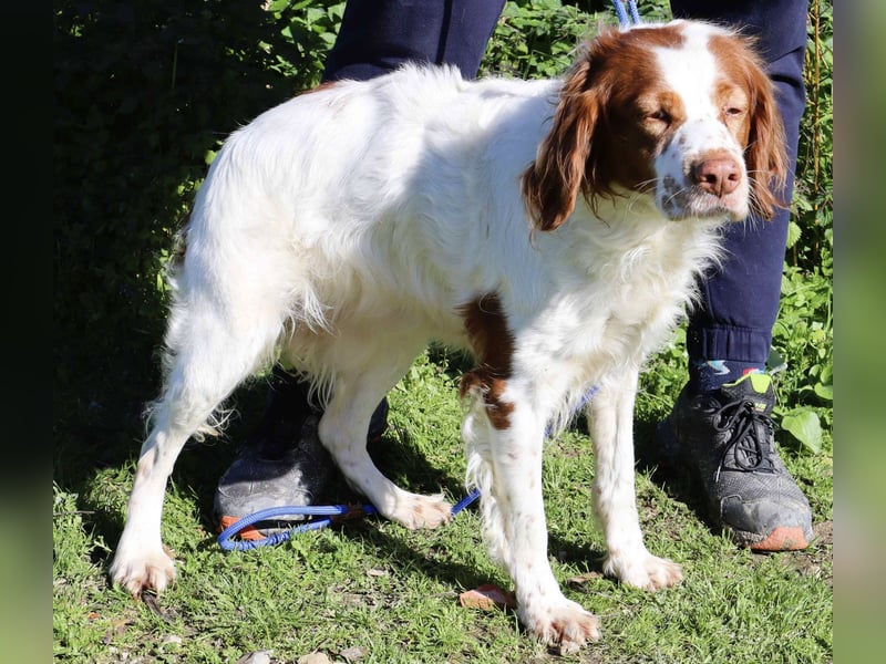 Jagdhündin Cecilia wurde aussortiert und braucht nun ein neues Zuhause