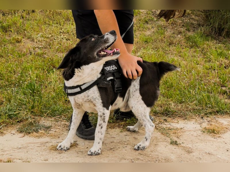 Bretonen-Mix ROBIN – soll das Tierheim verlassen dürfen !!