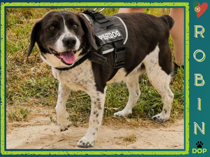 Bretonen-Mix ROBIN – soll das Tierheim verlassen dürfen !!